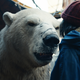 Illustration for article titled Lin-Manuel Miranda isn't the Lee Scoresby we remember from His Dark Materials, but he isn't meant to be (experts)